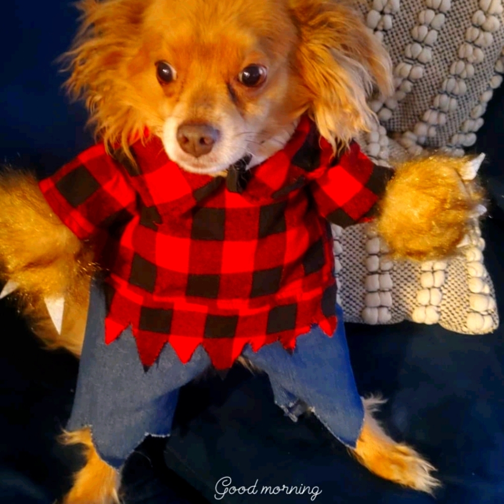 Dog werewolf costume